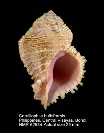 Coralliophila bulbiformis.jpg - Coralliophila bulbiformis(Conrad,1837)